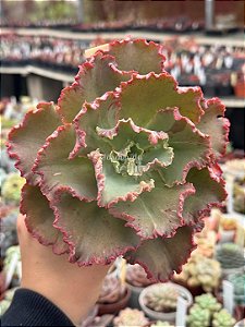 Echeveria chantilly white cloud reversa