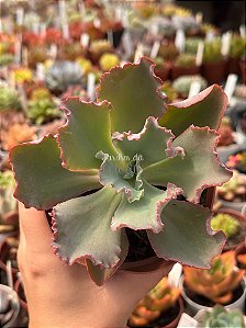 Echeveria chantilly white cloud reversa