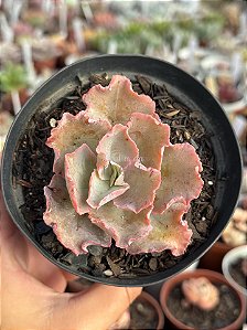 Echeveria chantilly white cloud reversa