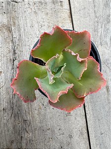 Echeveria chantilly white cloud reversa (sem raiz)