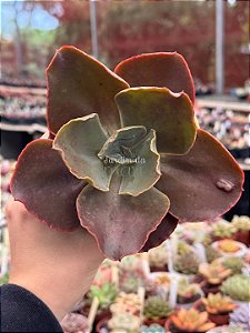 Echeveria magic lamp