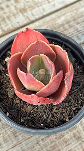 Echeveria magic lamp (sem raiz)