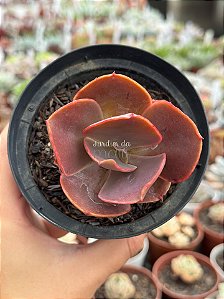 Echeveria magic lamp