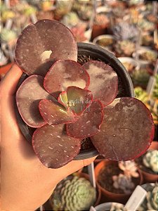 Echeveria zorro (sem raiz)