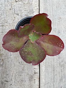 Echeveria zorro (sem raiz)