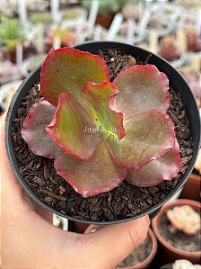 Echeveria zorro (sem raiz)