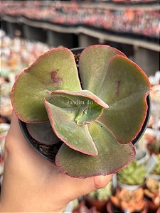 Echeveria can can
