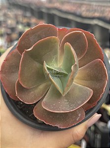 Echeveria can can