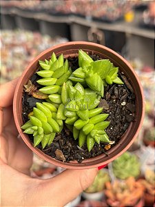 Crassula Argentina