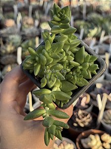Crassula Argentina