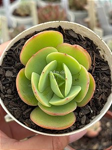 Echeveria mandala cítrus