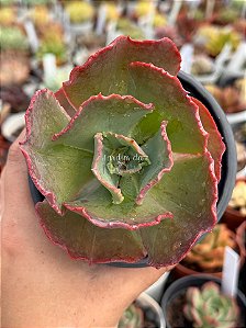 Echeveria goliath