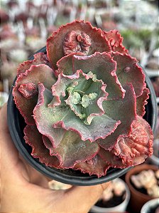 Echeveria goliath