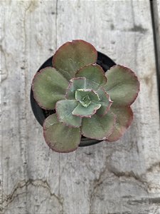 Echeveria goliath (sem raiz)