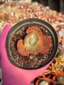 Echeveria ruby lady