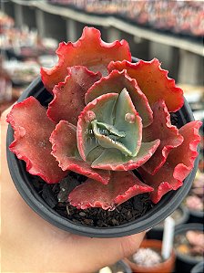 Echeveria ruby lady