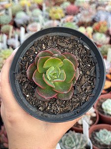 Echeveria liz (carúnculas)