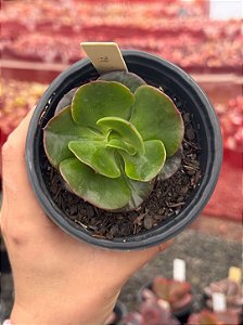 Echeveria liz (carúnculas)