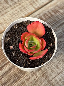 Echeveria liz (carúnculas)
