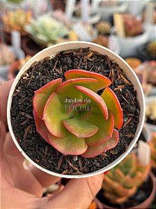 Echeveria liz (carúnculas)