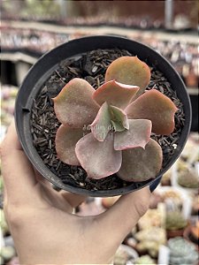 Echeveria boton