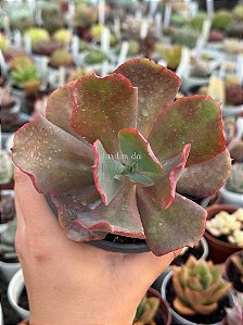 Echeveria boton (sem raiz)