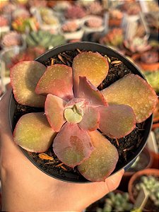 Echeveria boton