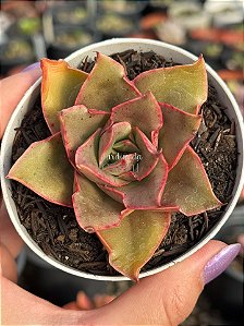 Echeveria green smile (sem raiz)