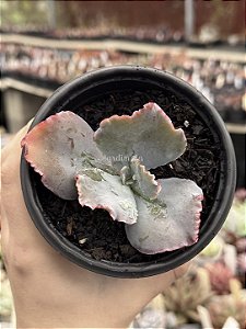 Echeveria kilauea
