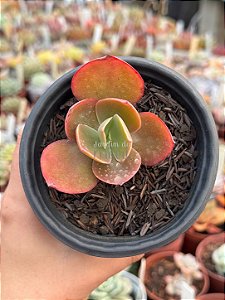 Echeveria Marta Toddere híbrida (verrugas)