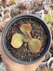 Echeveria Marta Toddere híbrida (sem raiz)