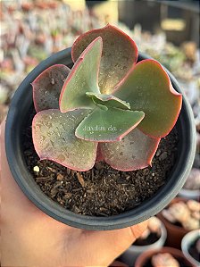 Echeveria Marta Toddere HB