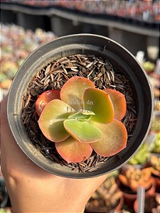 Echeveria Marta Toddere híbrida (verrugas)