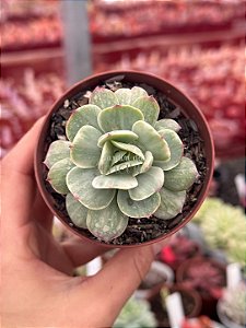 Echeveria momoca variegata