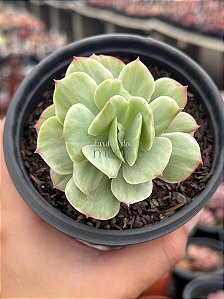 Echeveria momoca variegata