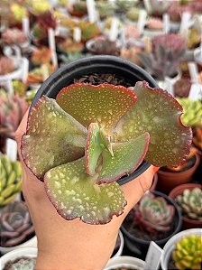 Echeveria wedding dress