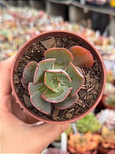 Echeveria turandot