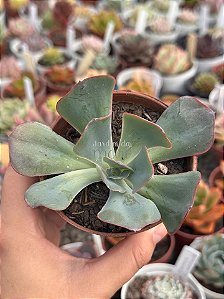 Echeveria turandot (sem raiz)