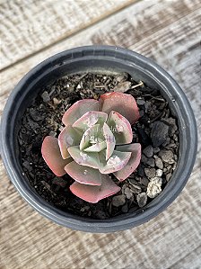 Echeveria turandot