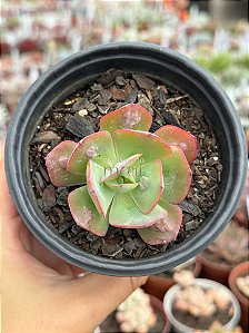 Echeveria turandot