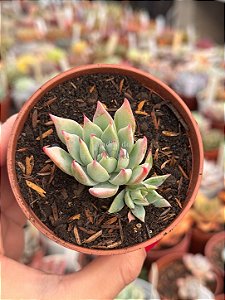 Echeveria subalpina var. meyraniana
