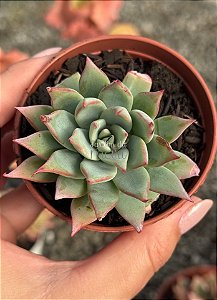 Echeveria subalpina var. meyraniana (sem raiz)