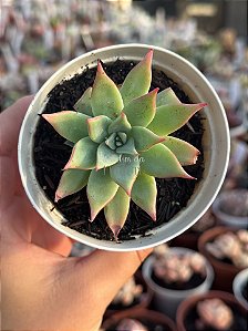 Echeveria subalpina var. meyraniana