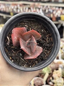 Echeveria embers