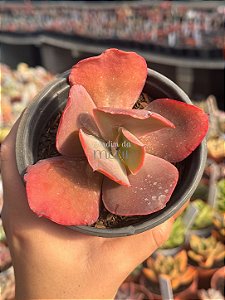 Echeveria embers (sem raiz)
