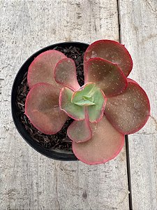 Echeveria pirsing (sem raiz)