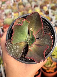 Echeveria pirsing