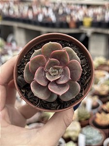 Echeveria zesta (sem raiz)