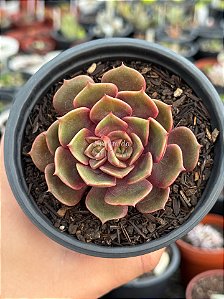 Echeveria zesta