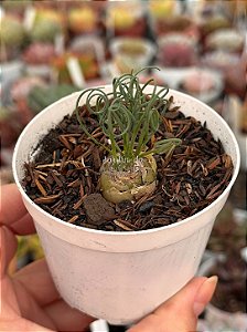 Albuca spiralis (folhas finas)